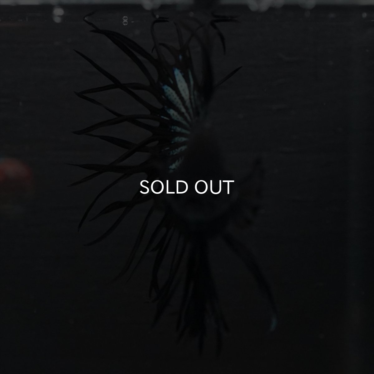 画像8: KCT　キングクラウン　ブラックカッパー (8)