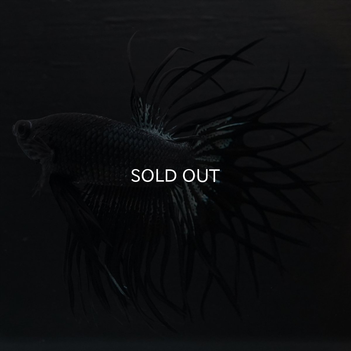 画像7: KCT　キングクラウン　ブラックカッパー (7)