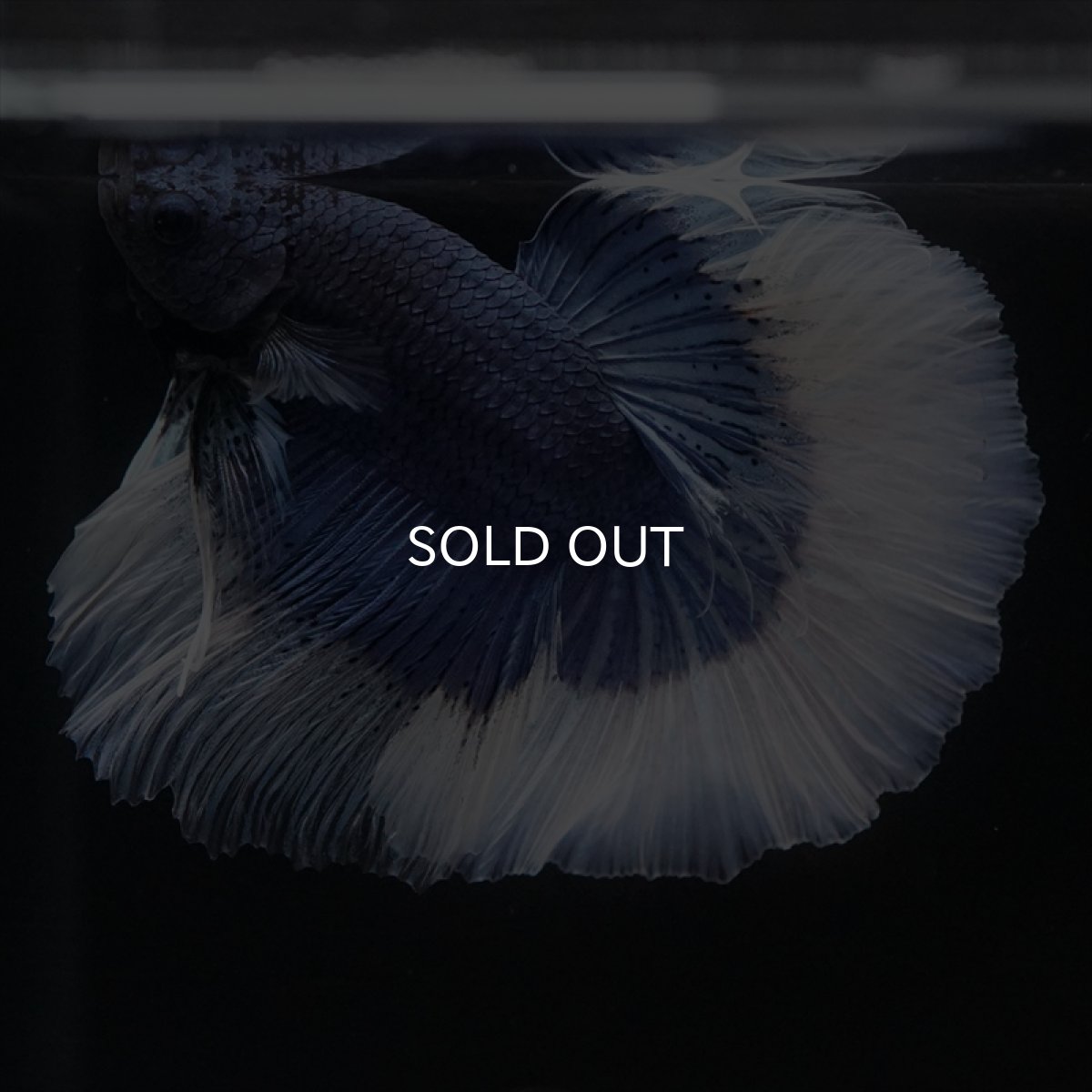 画像7: HM　ブルーバタフライ (7)