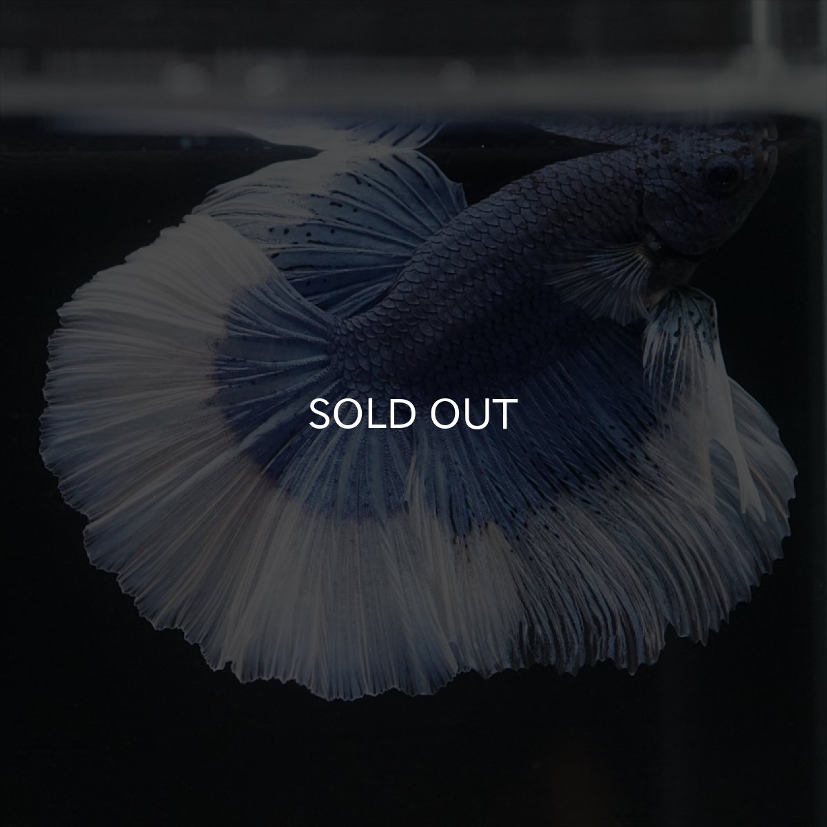 画像6: HM　ブルーバタフライ (6)