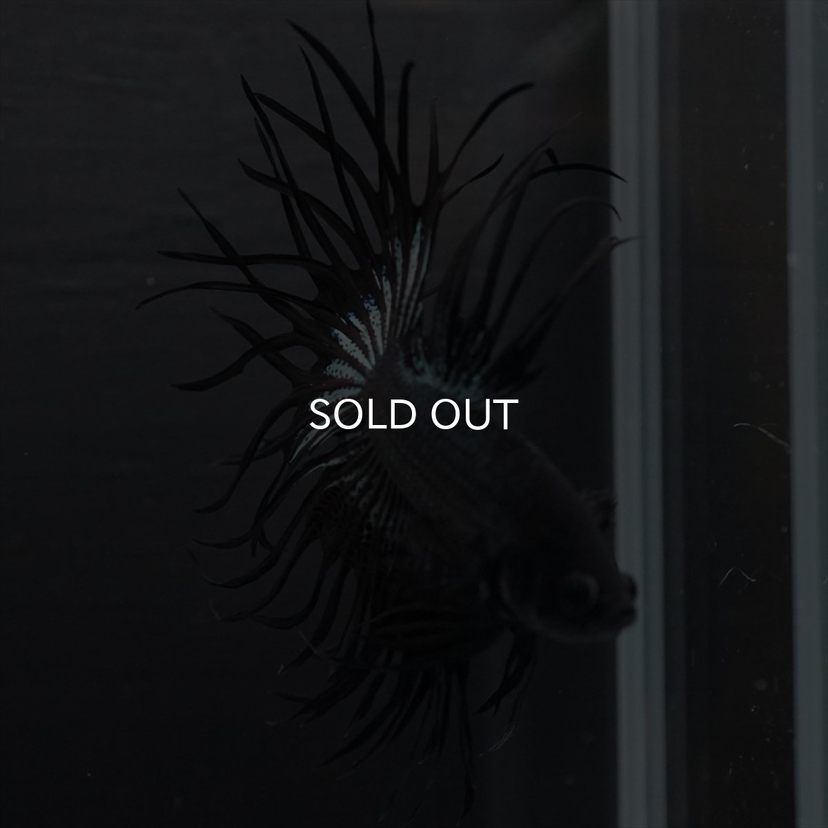 画像6: KCT　キングクラウン　ブラックカッパー (6)