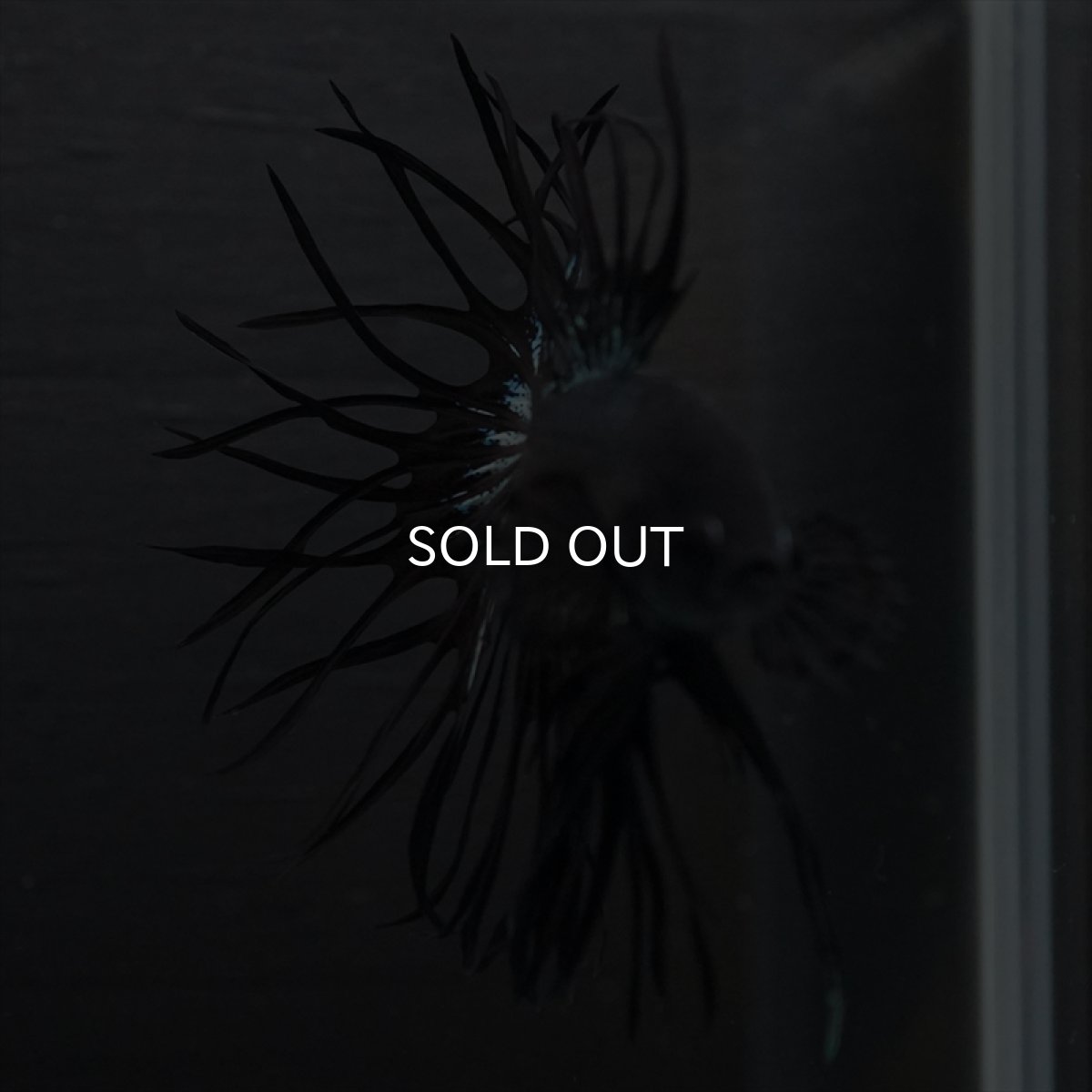 画像5: KCT　キングクラウン　ブラックカッパー (5)