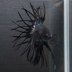 画像5: KCT　キングクラウン　ブラックカッパー (5)
