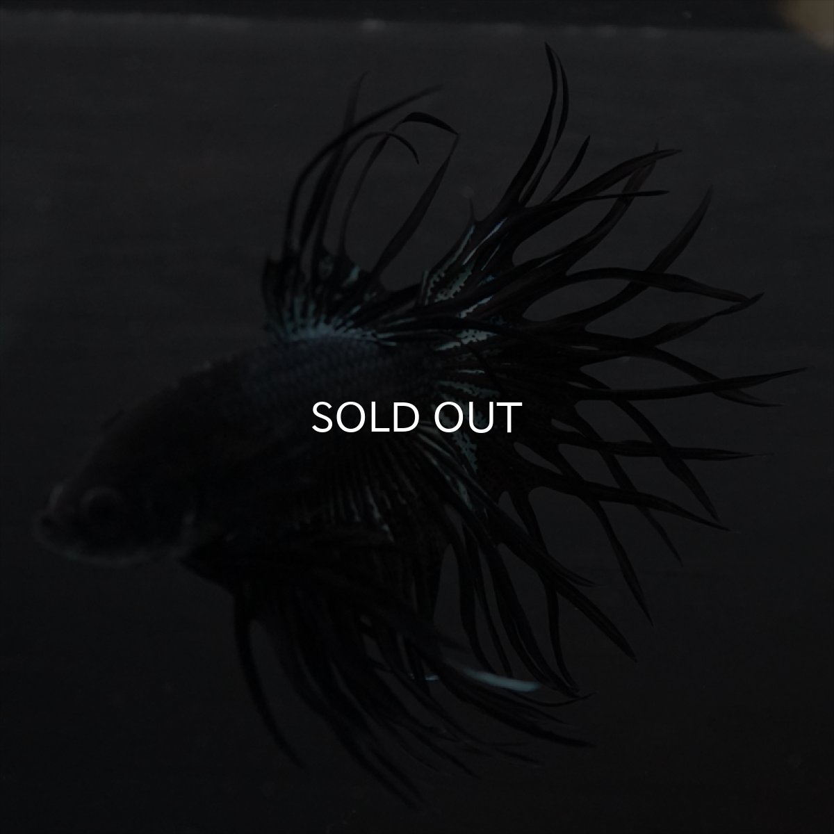 画像4: KCT　キングクラウン　ブラックカッパー (4)