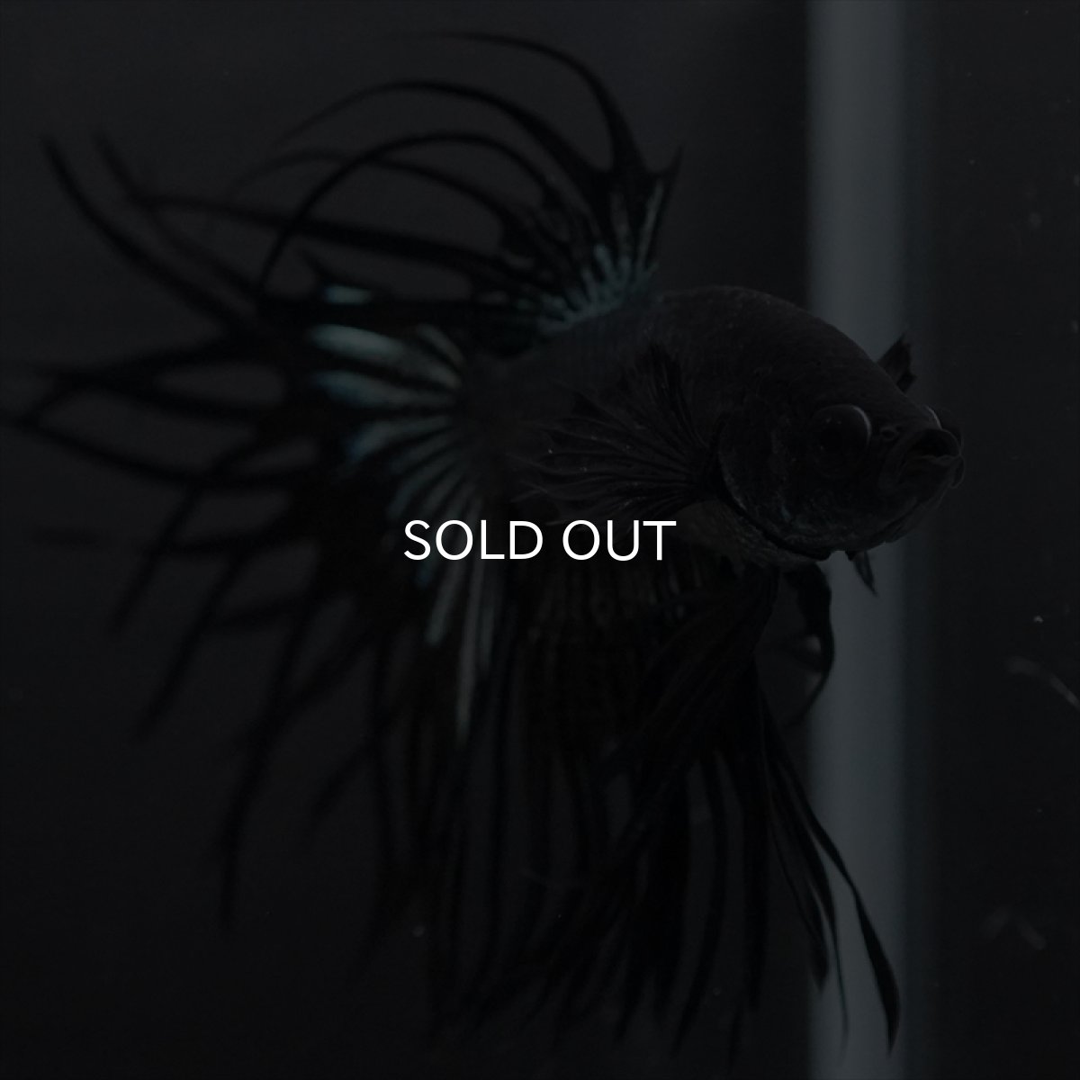 画像3: KCT　キングクラウン　ブラックカッパー (3)