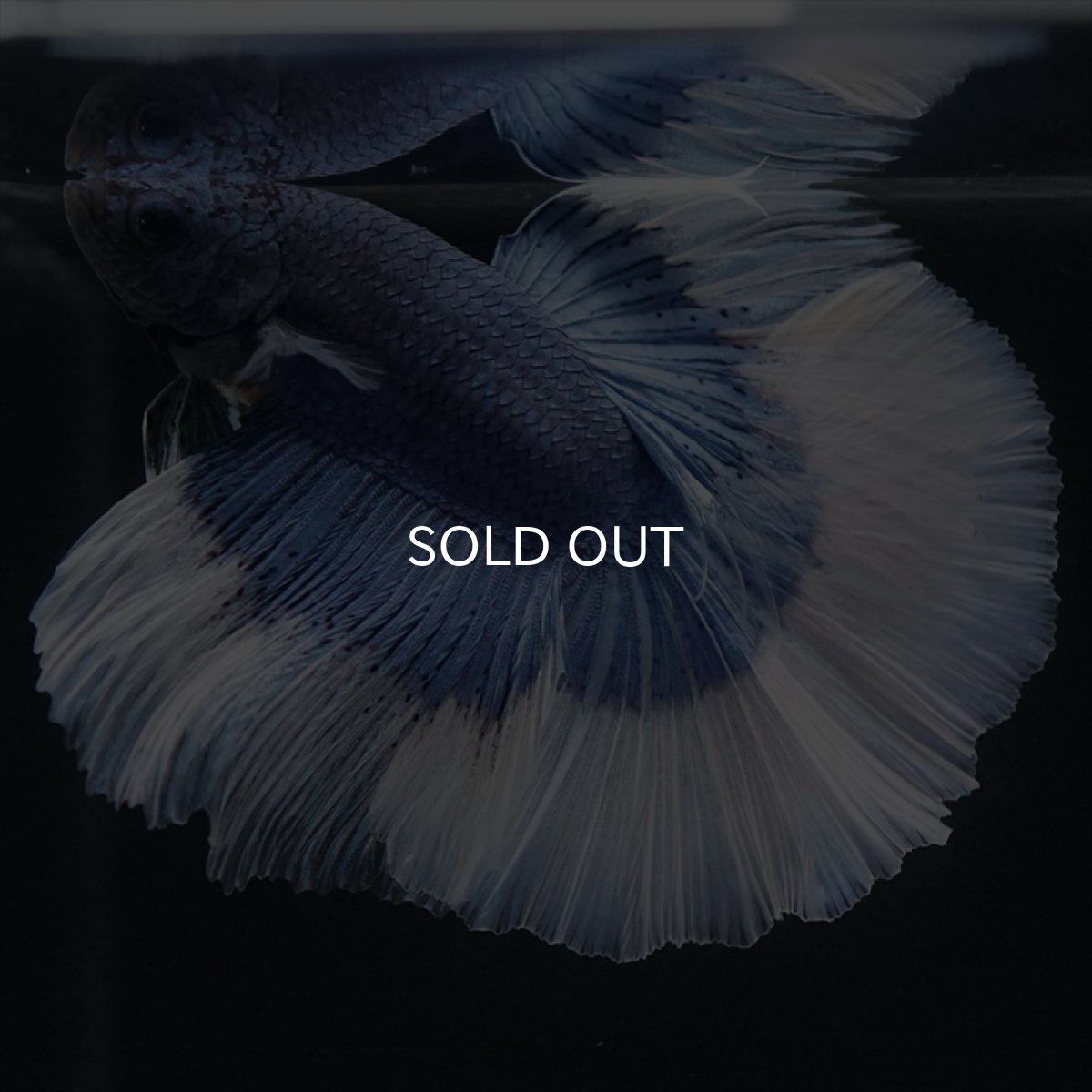 画像5: HM　ブルーバタフライ (5)