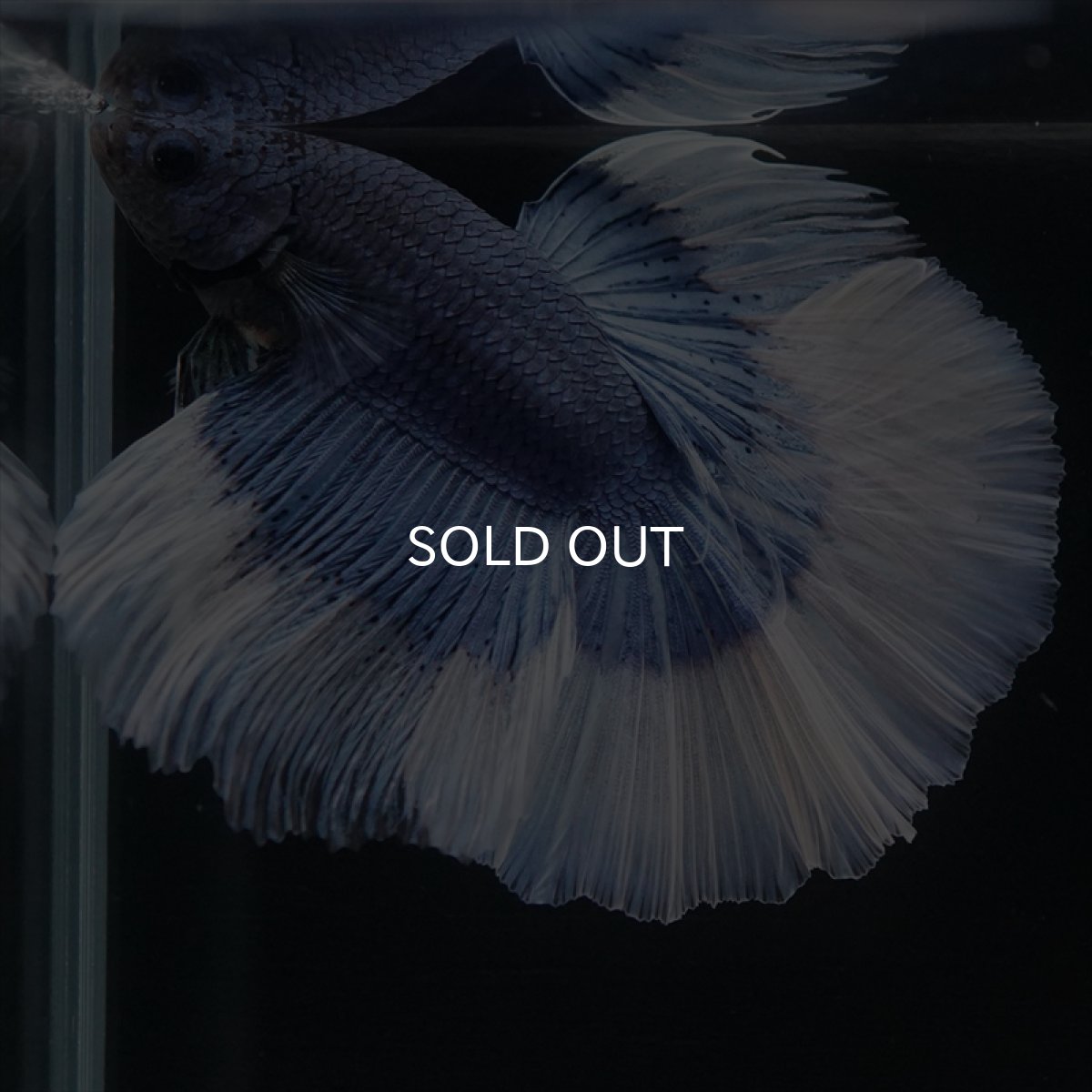 画像4: HM　ブルーバタフライ (4)