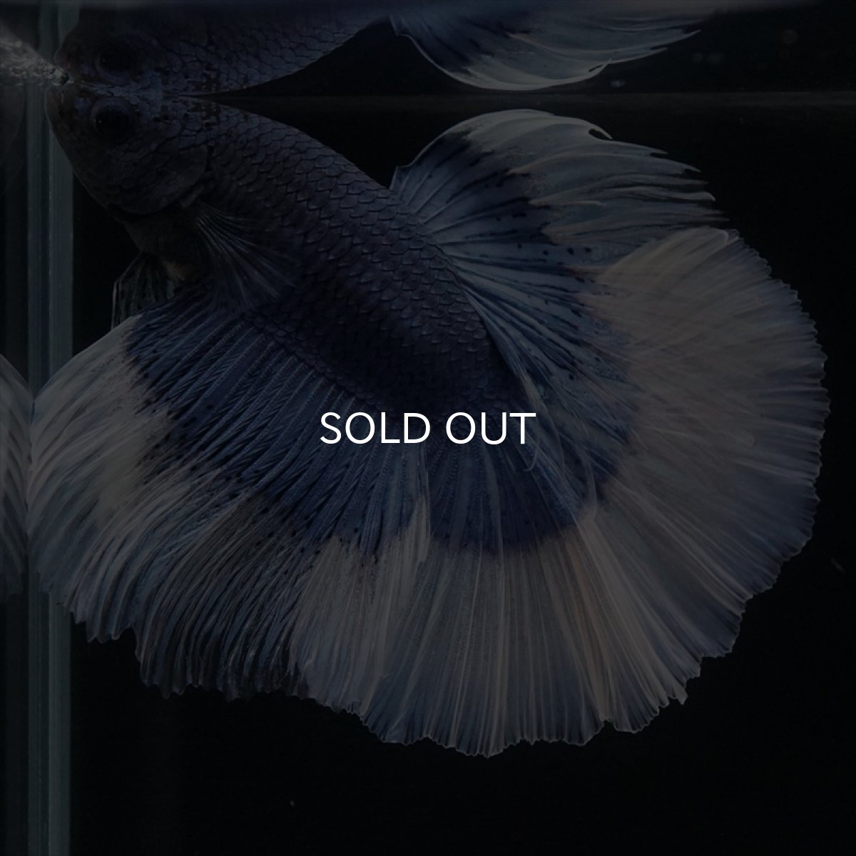 画像3: HM　ブルーバタフライ (3)