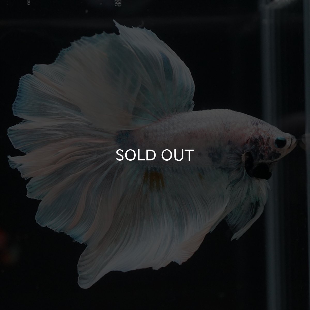 画像13: HM　ホワイトファンシー　ローズテール (13)