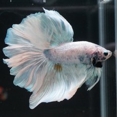画像13: HM　ホワイトファンシー　ローズテール (13)