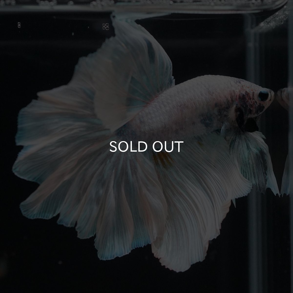 画像3: HM　ホワイトファンシー　ローズテール (3)