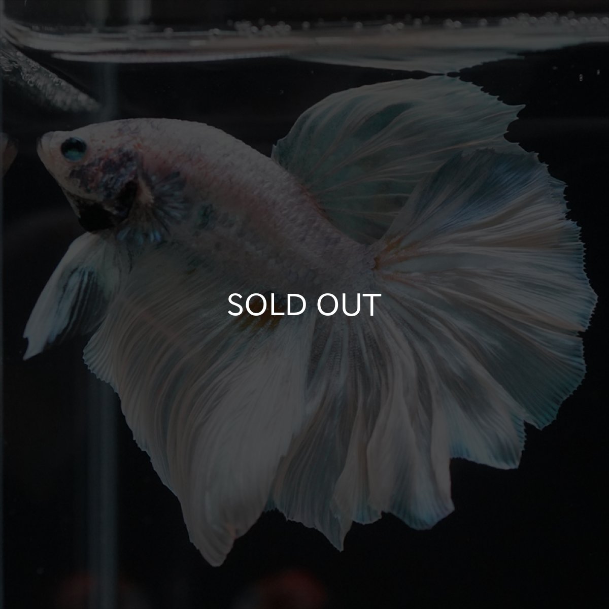 画像12: HM　ホワイトファンシー　ローズテール (12)