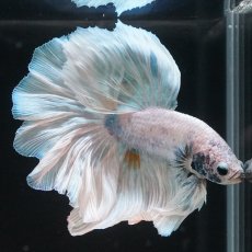 画像1: HM　ホワイトファンシー　ローズテール (1)