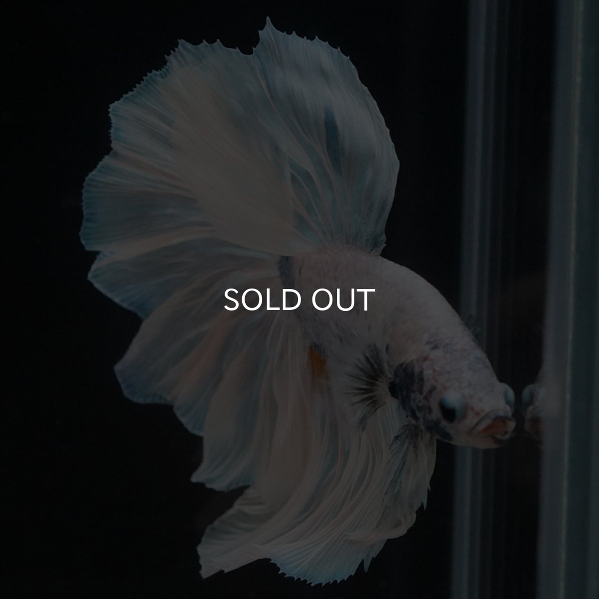 画像11: HM　ホワイトファンシー　ローズテール (11)