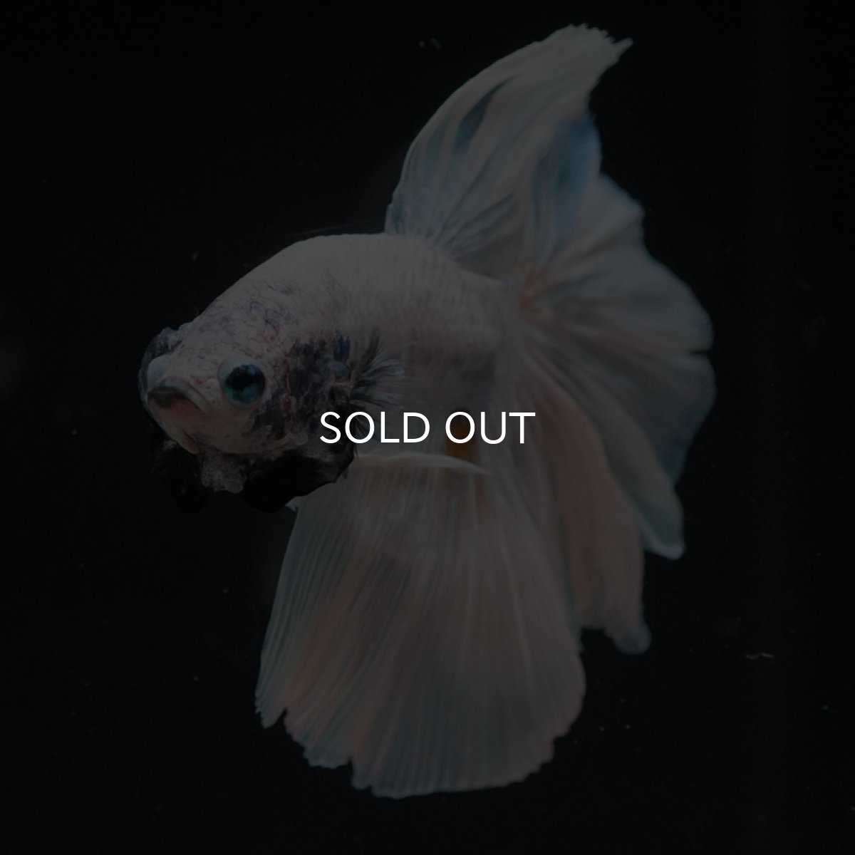 画像10: HM　ホワイトファンシー　ローズテール (10)