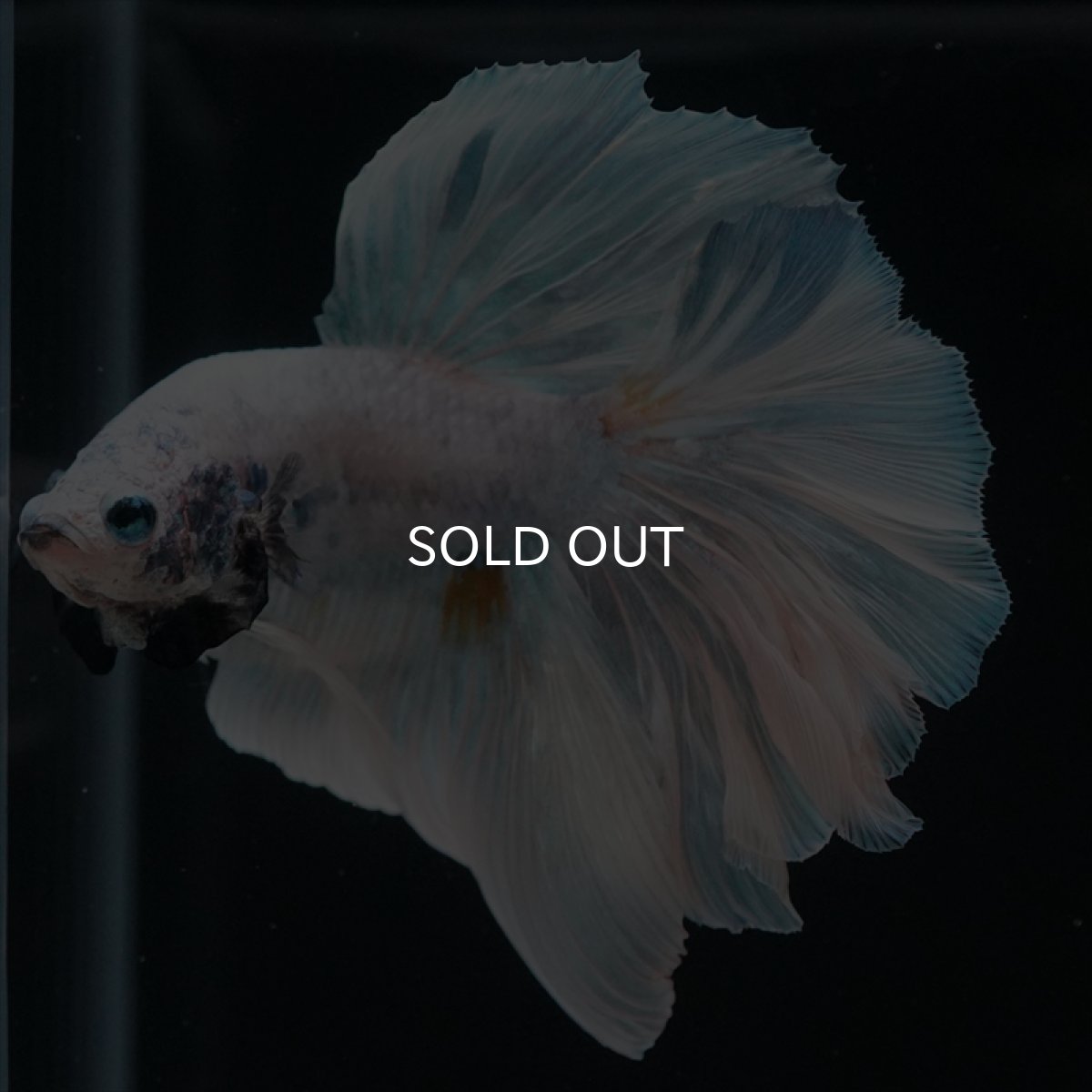 画像9: HM　ホワイトファンシー　ローズテール (9)