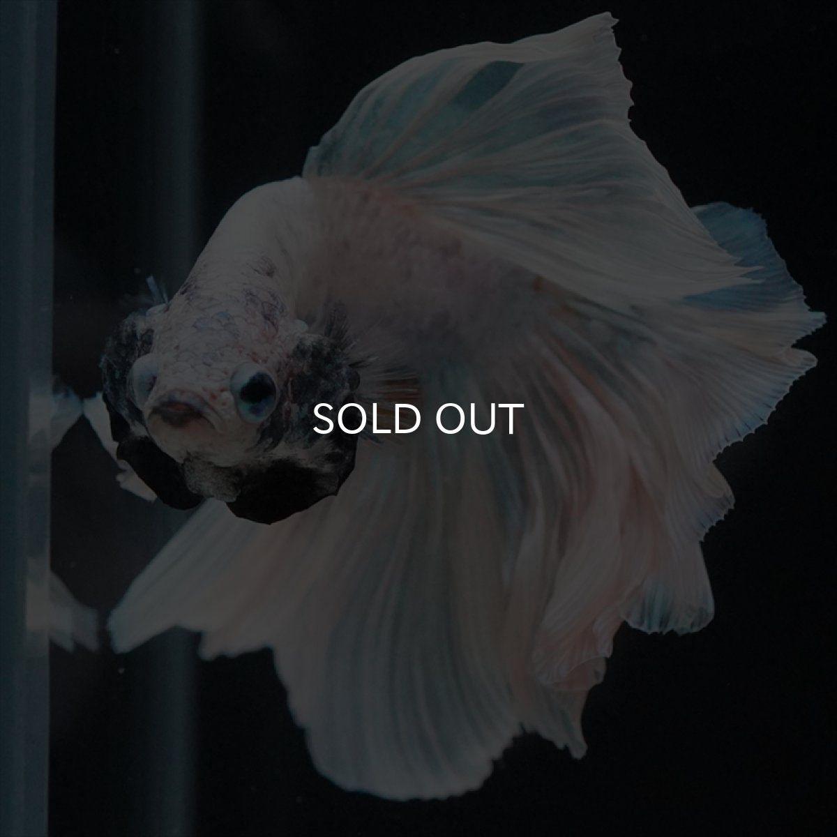 画像8: HM　ホワイトファンシー　ローズテール (8)