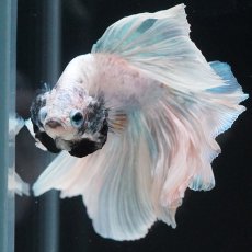 画像8: HM　ホワイトファンシー　ローズテール (8)