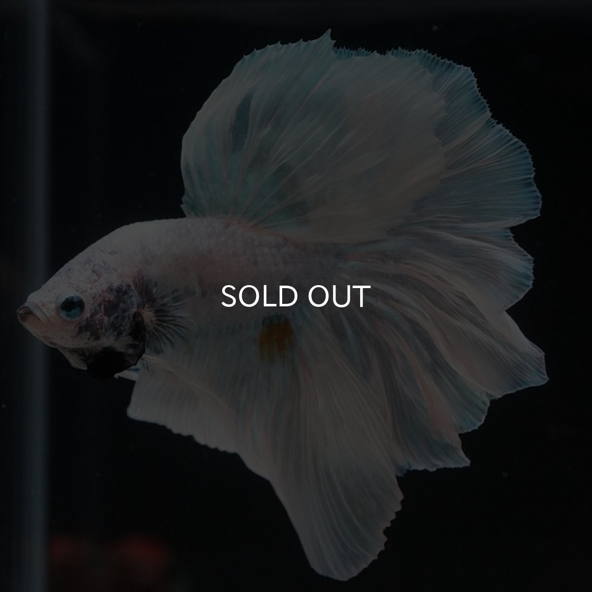 画像4: HM　ホワイトファンシー　ローズテール (4)