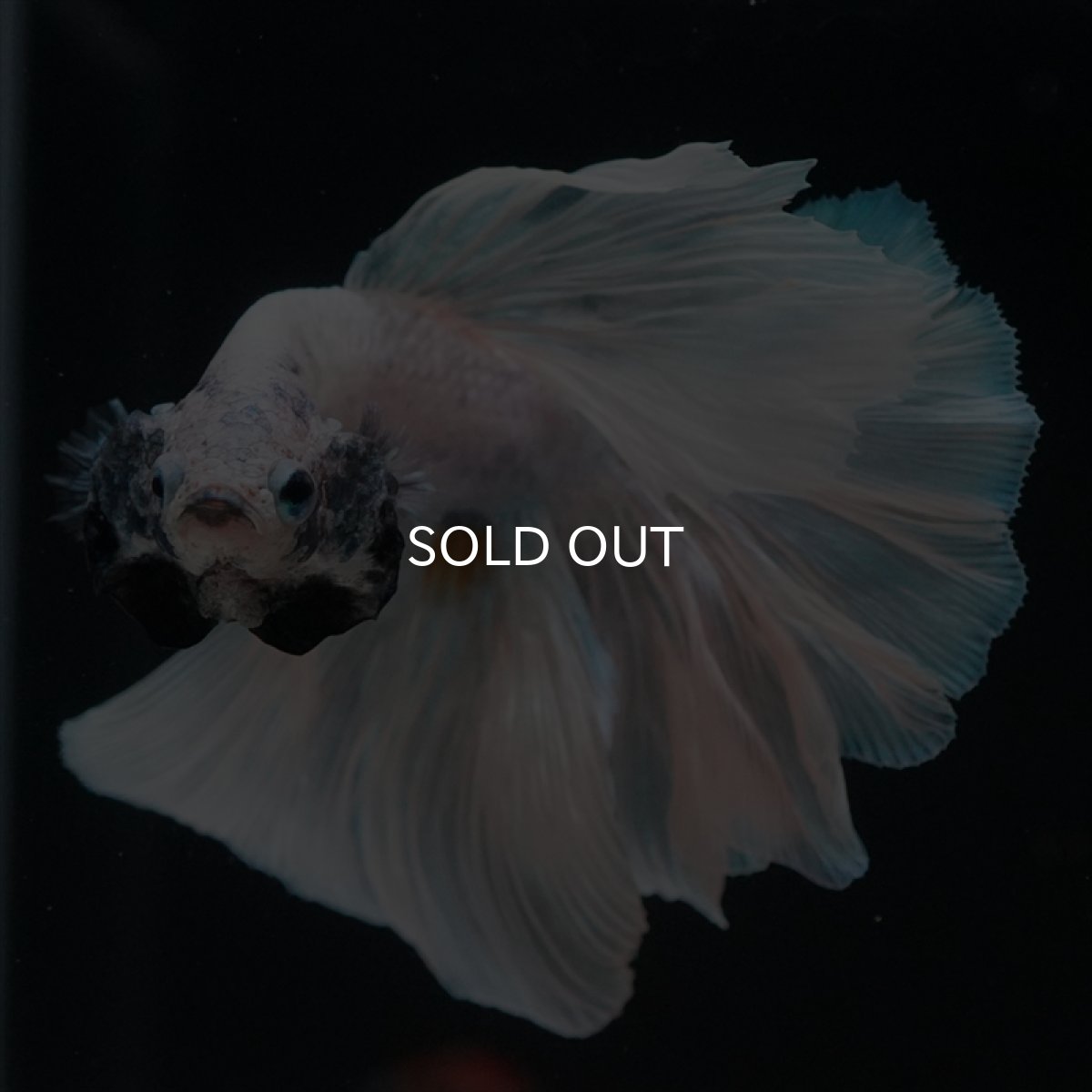 画像2: HM　ホワイトファンシー　ローズテール (2)