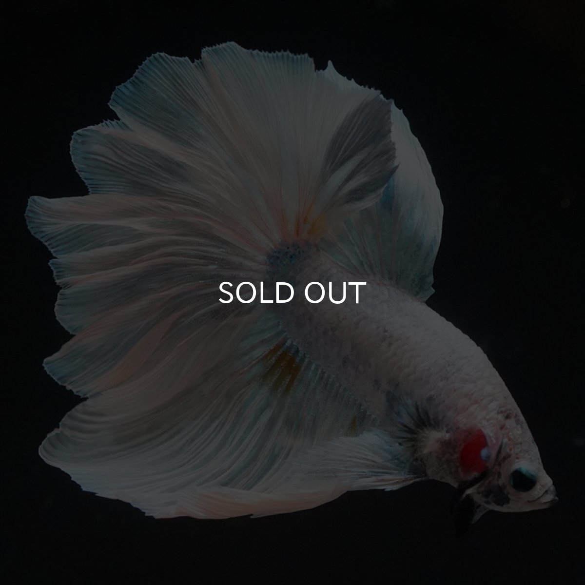 画像7: HM　ホワイトファンシー　ローズテール (7)