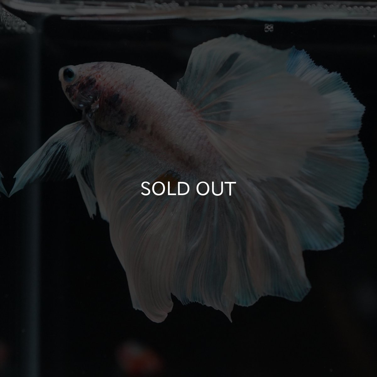 画像6: HM　ホワイトファンシー　ローズテール (6)