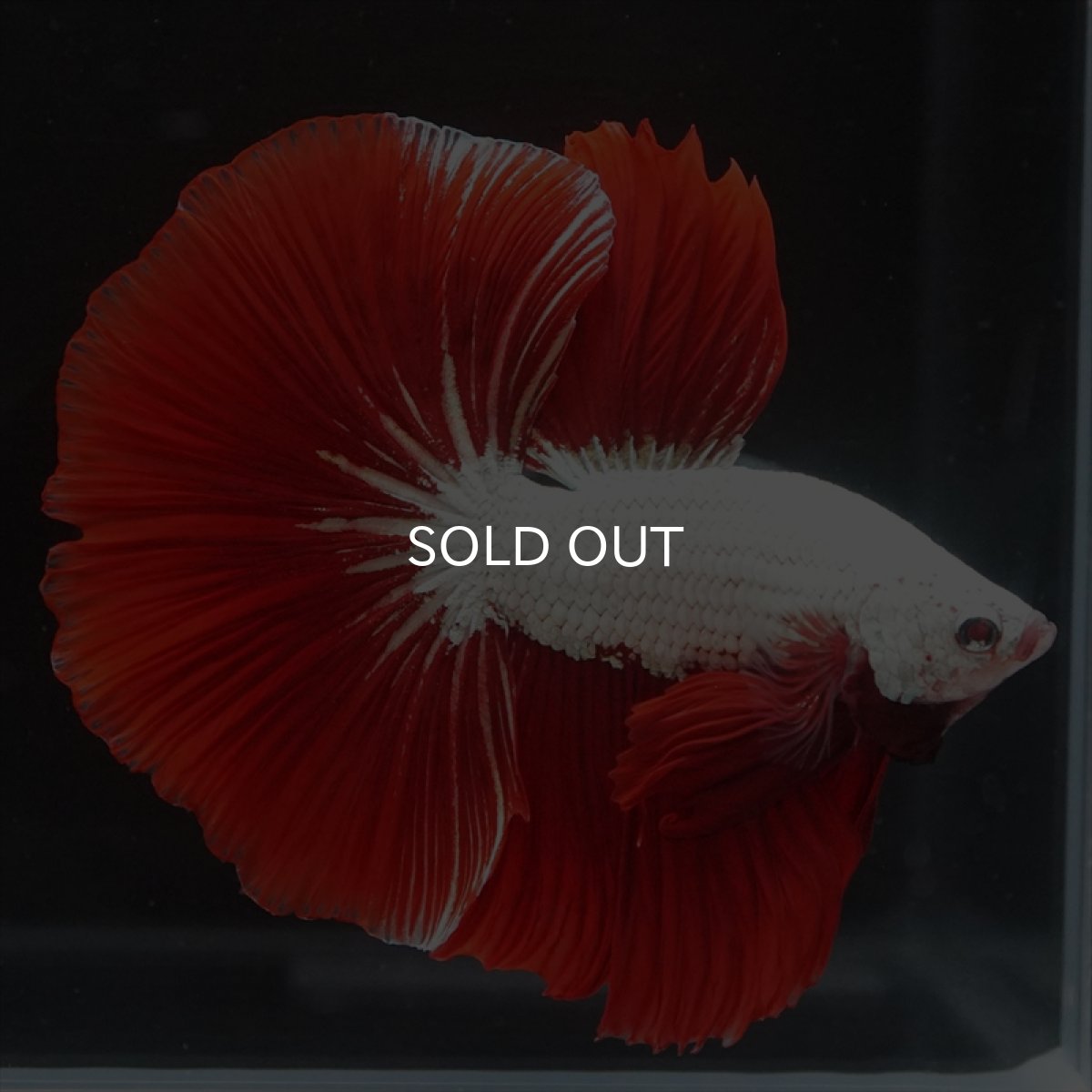 画像2: HM　プラチナレッドドラゴン (2)