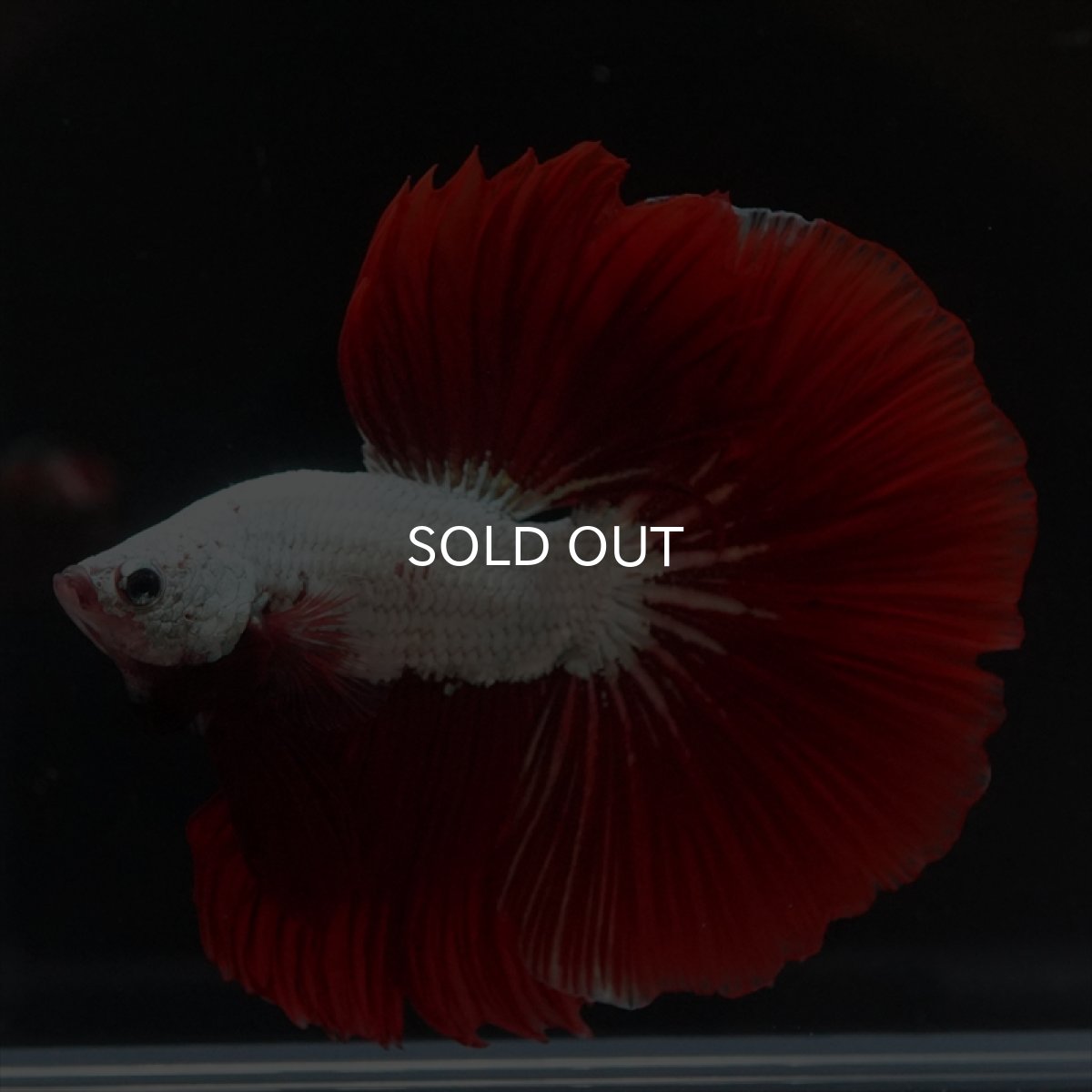 画像15: HM　プラチナレッドドラゴン (15)