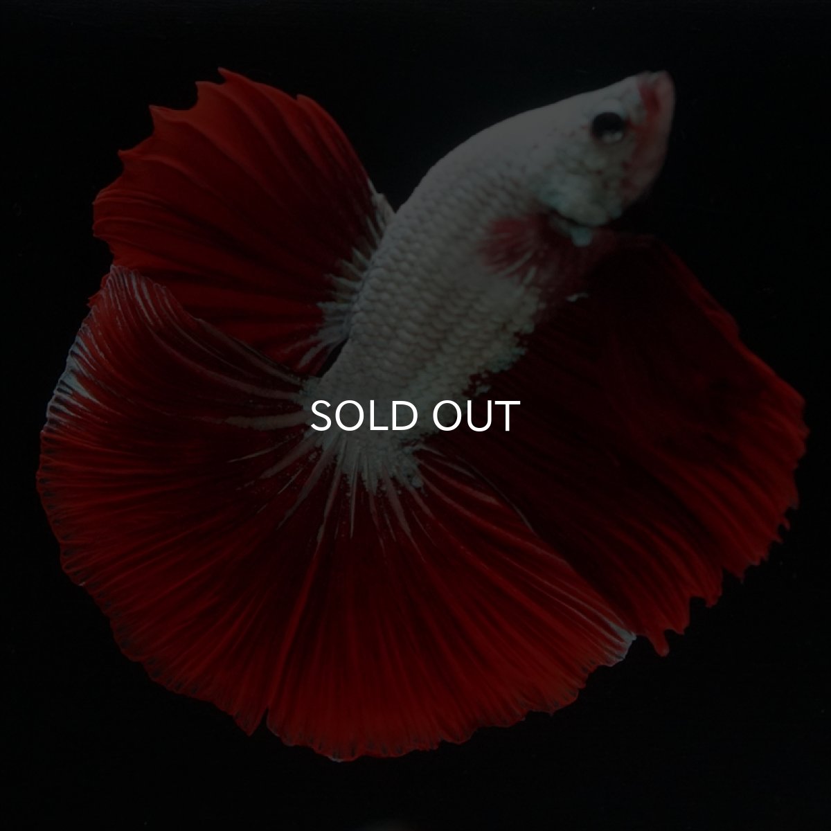 画像14: HM　プラチナレッドドラゴン (14)