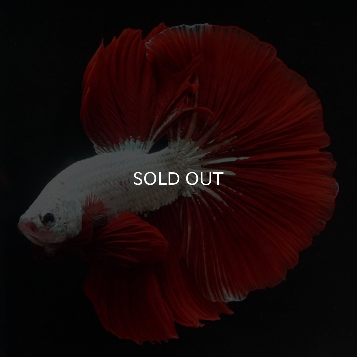 画像6: HM　プラチナレッドドラゴン (6)