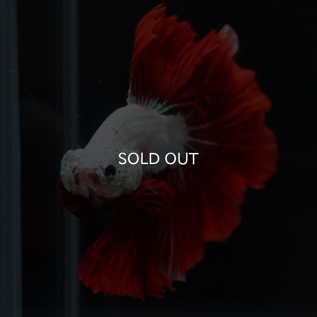 画像3: HM　プラチナレッドドラゴン (3)