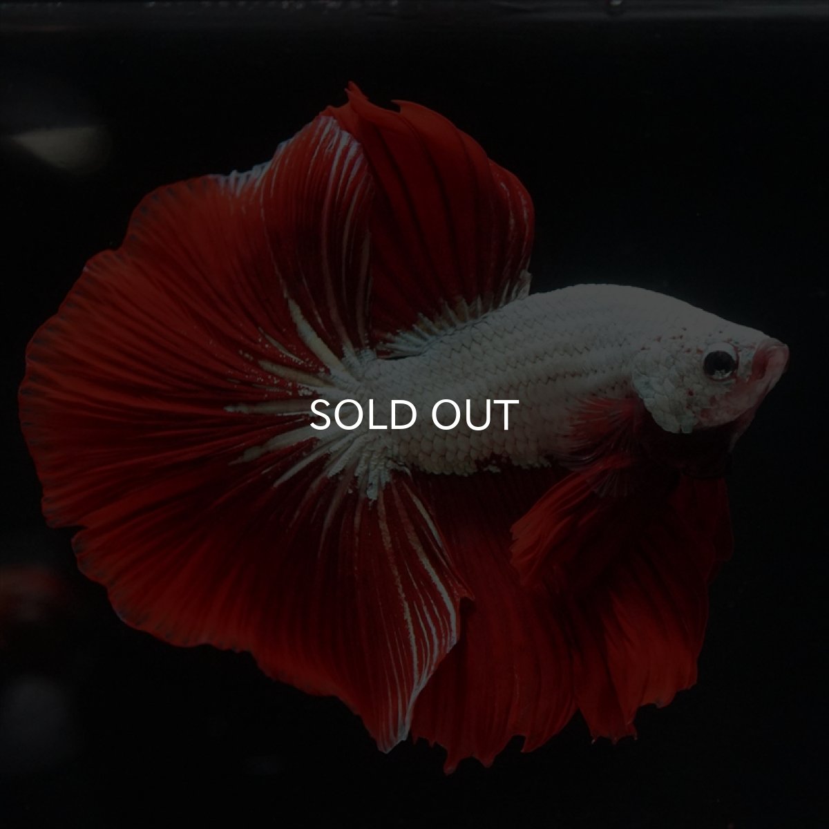 画像13: HM　プラチナレッドドラゴン (13)