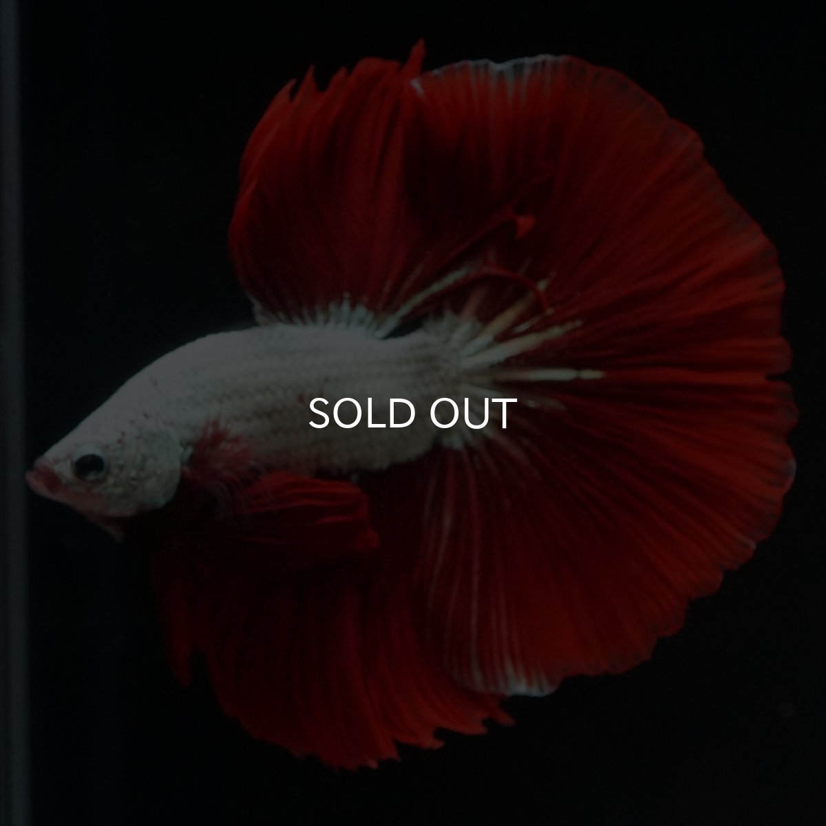 画像11: HM　プラチナレッドドラゴン (11)