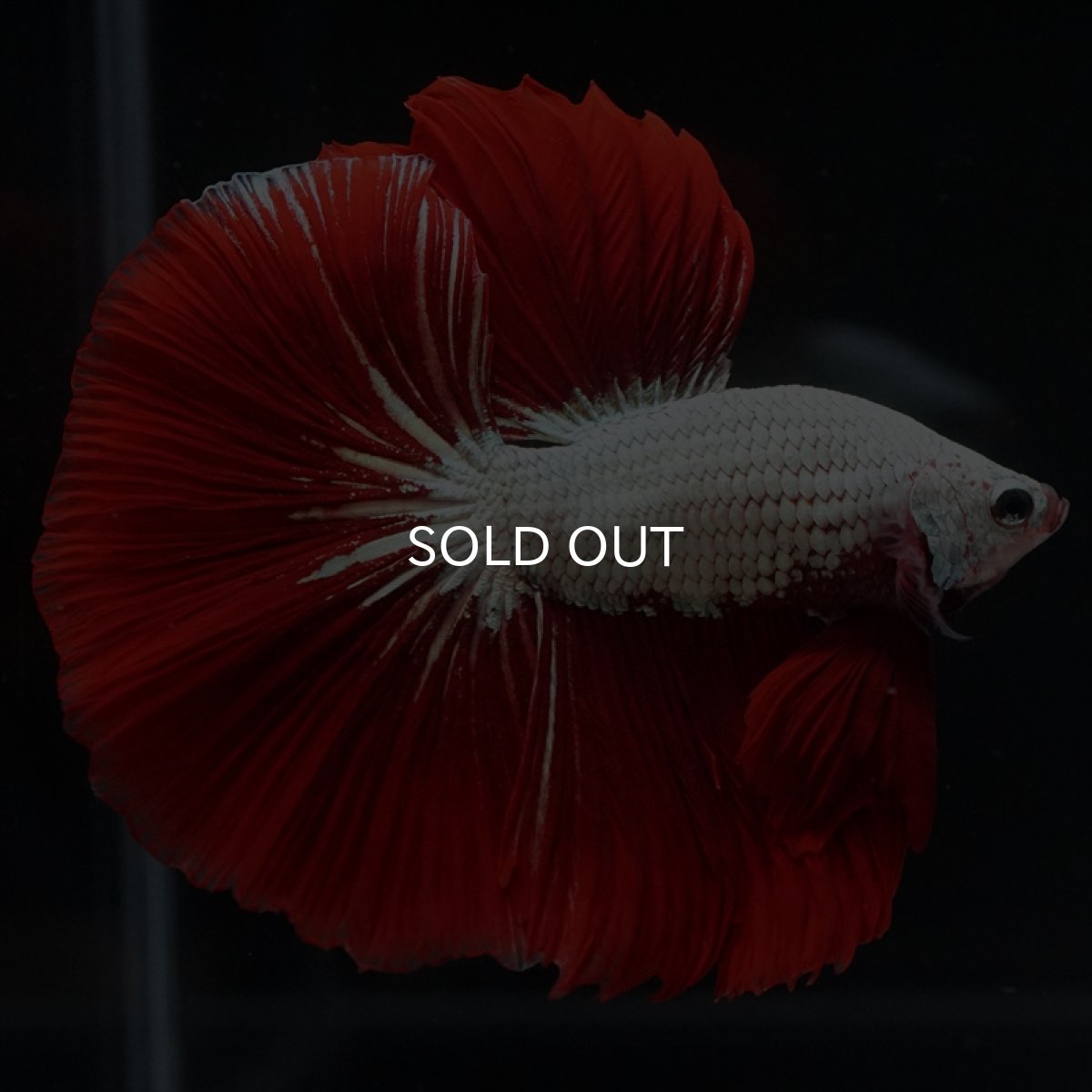 画像10: HM　プラチナレッドドラゴン (10)