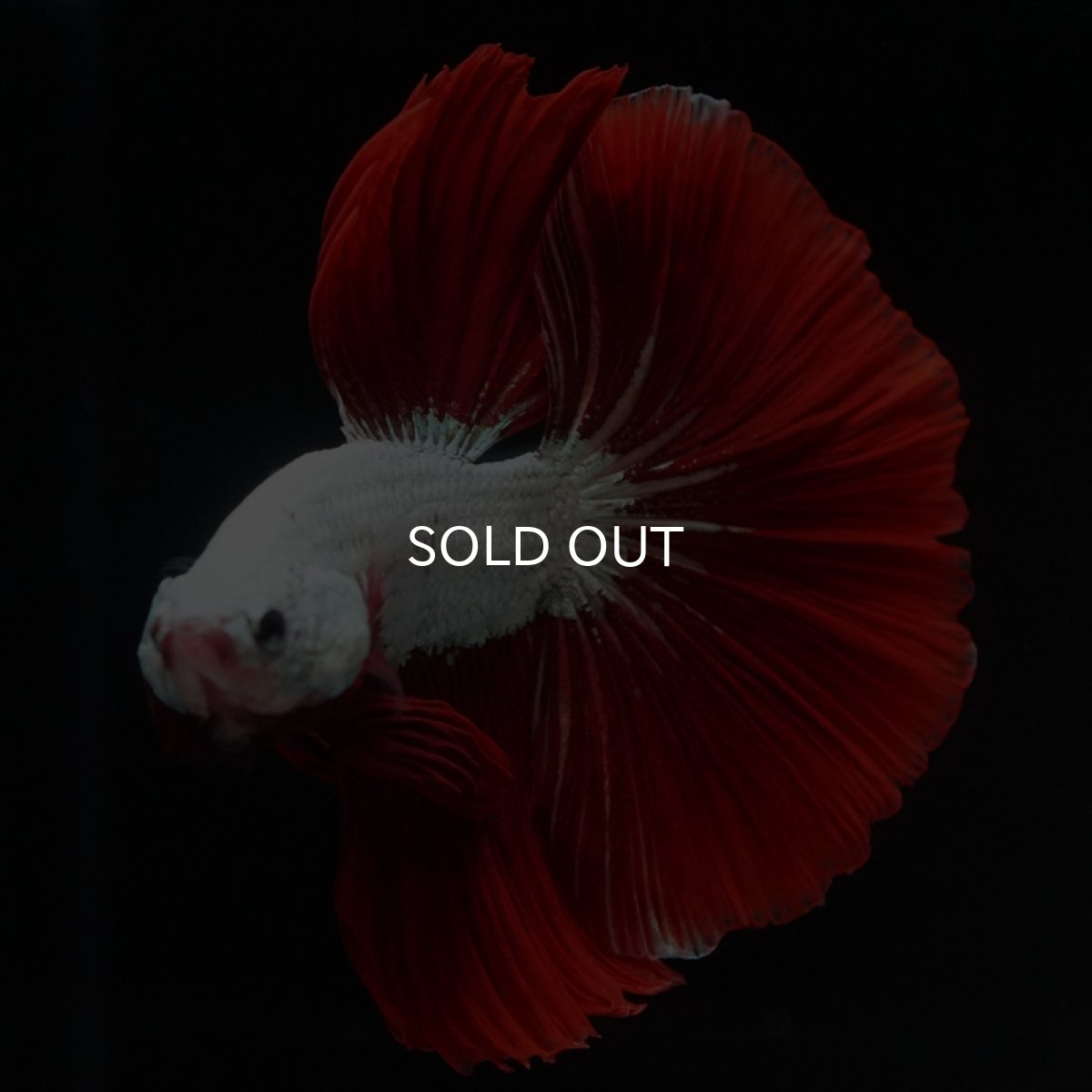 画像9: HM　プラチナレッドドラゴン (9)