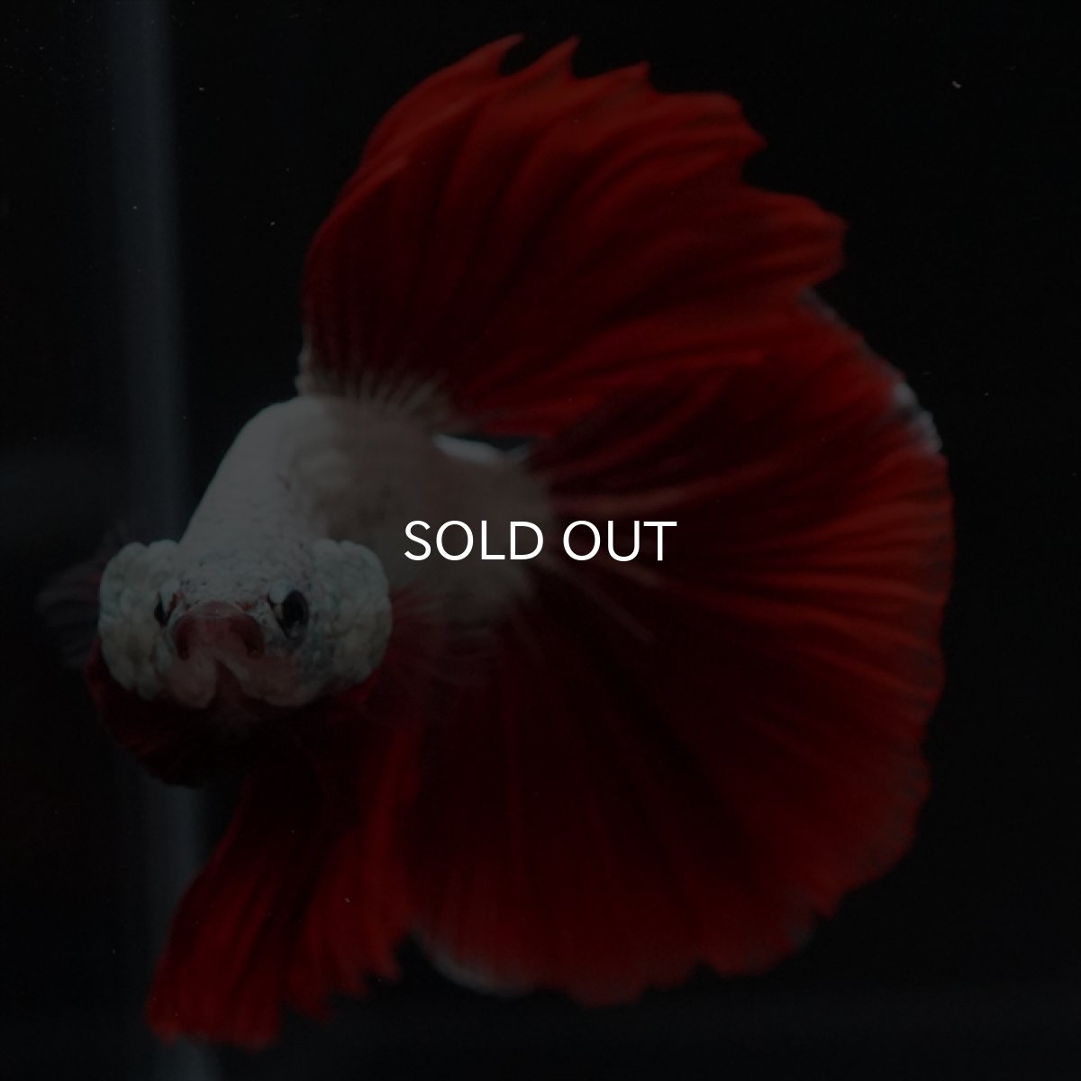 画像8: HM　プラチナレッドドラゴン (8)