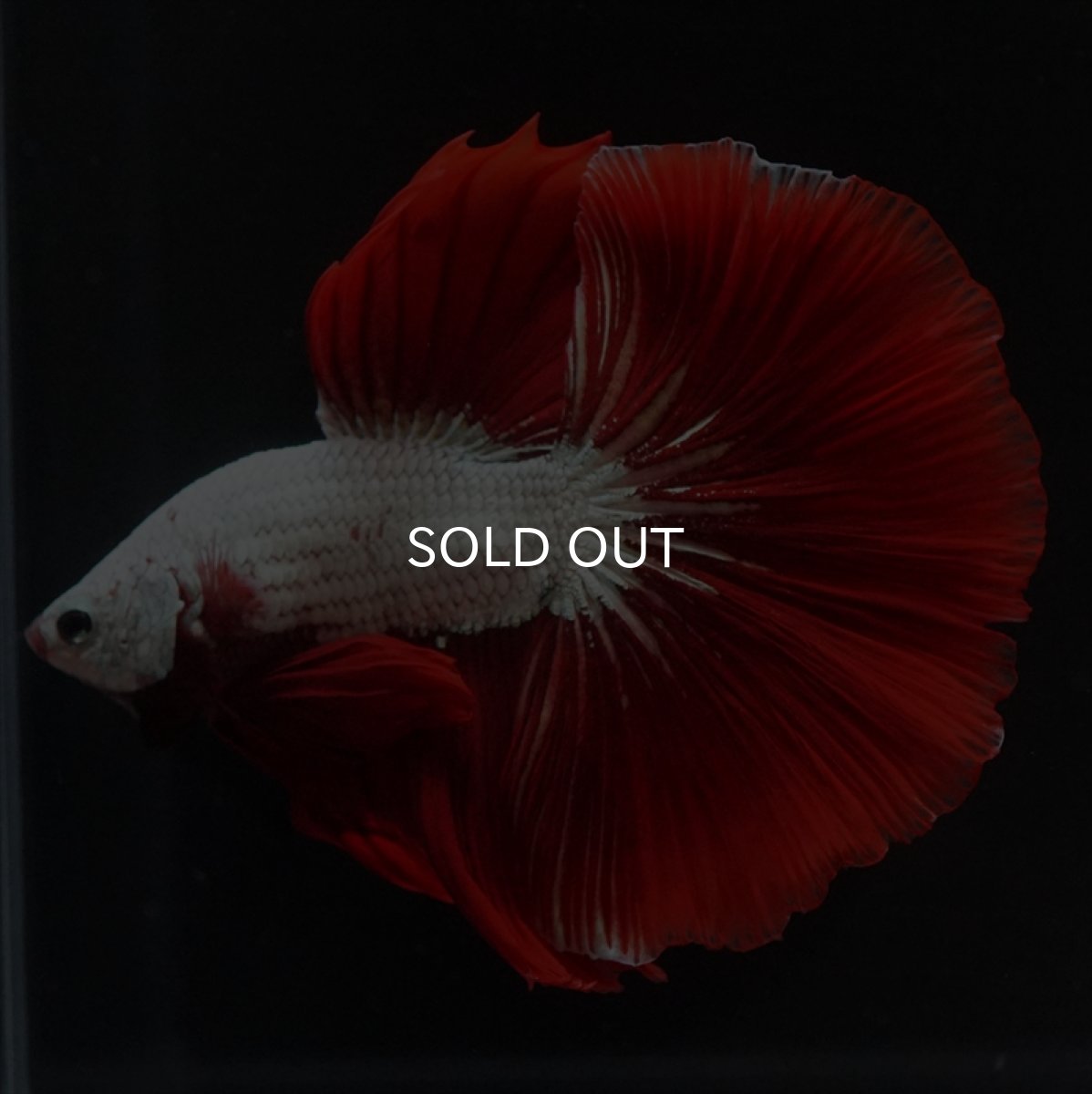 画像7: HM　プラチナレッドドラゴン (7)