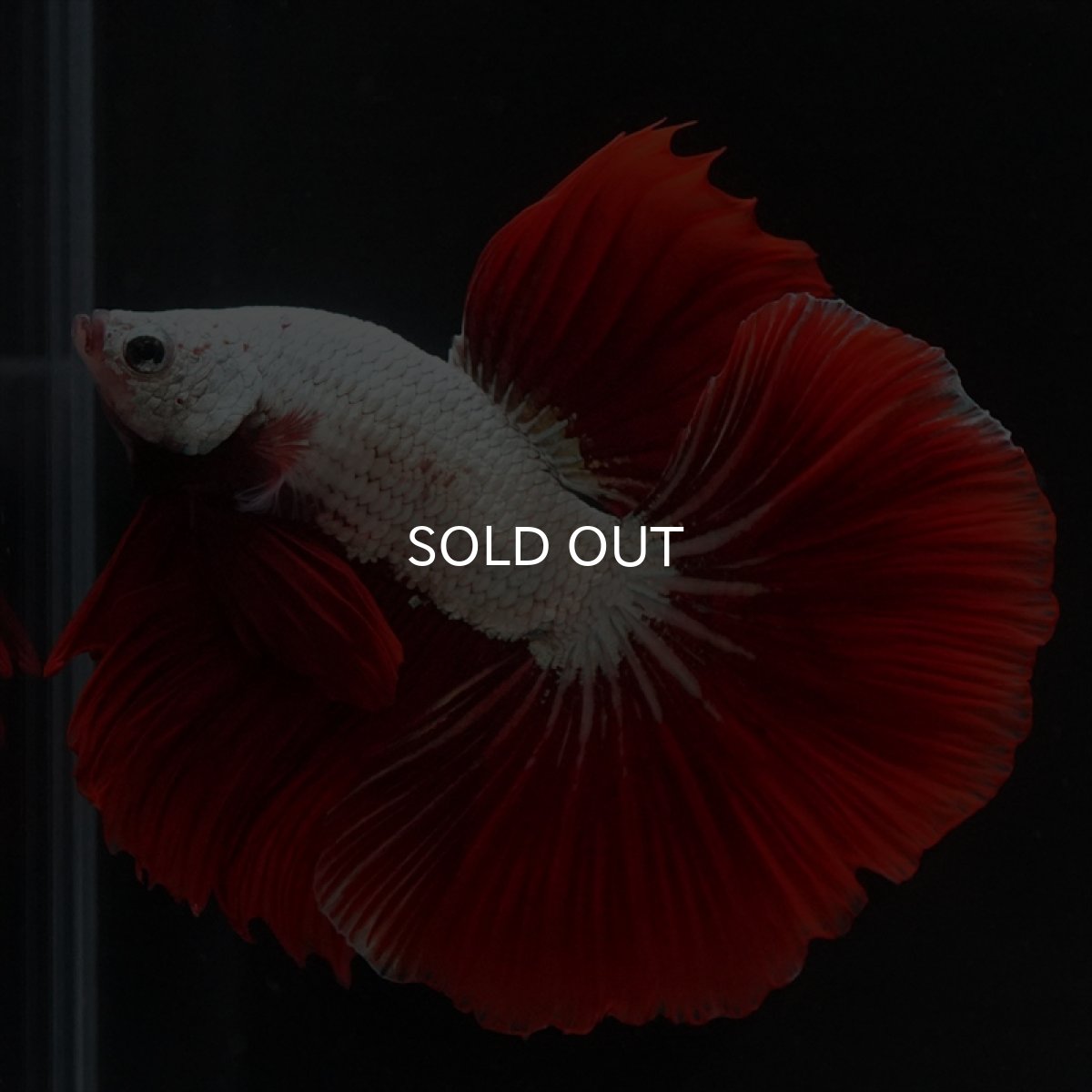 画像5: HM　プラチナレッドドラゴン (5)