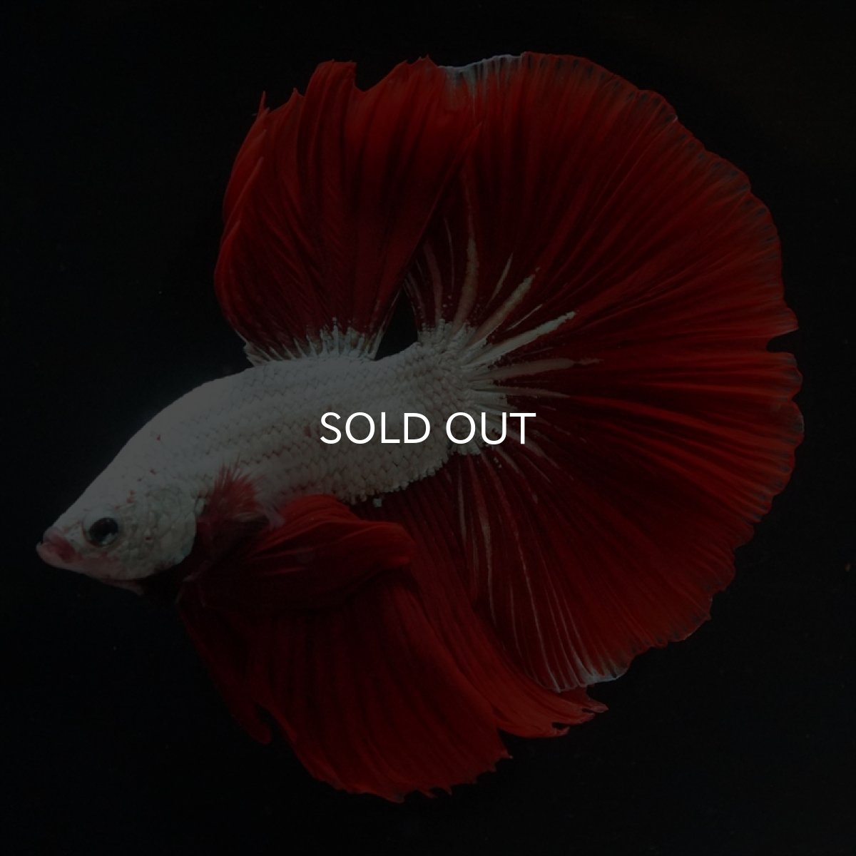 画像4: HM　プラチナレッドドラゴン (4)