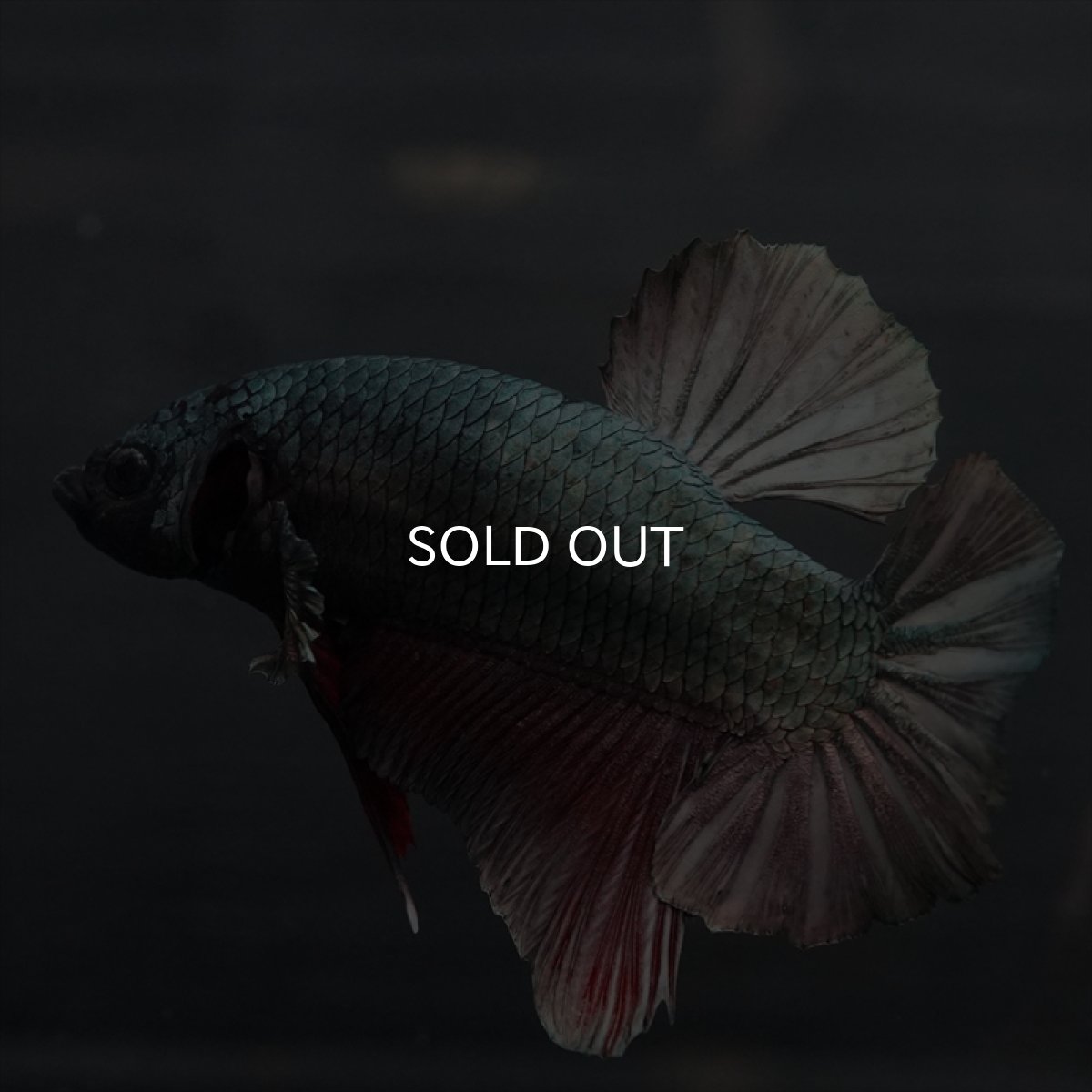 画像15: GHMPK　カッパー (15)