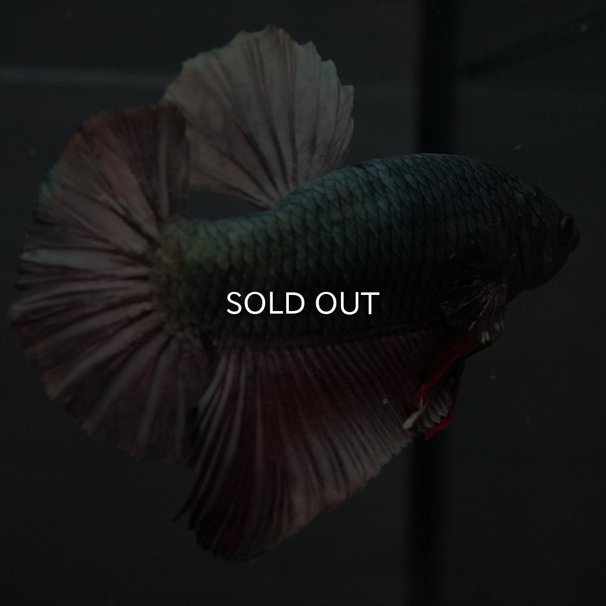 画像14: GHMPK　カッパー (14)