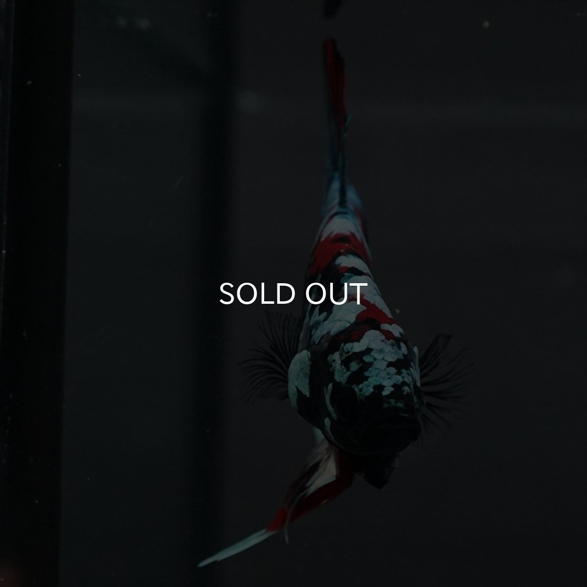 画像14: GHMPK　ブラックスター変わり柄 (14)