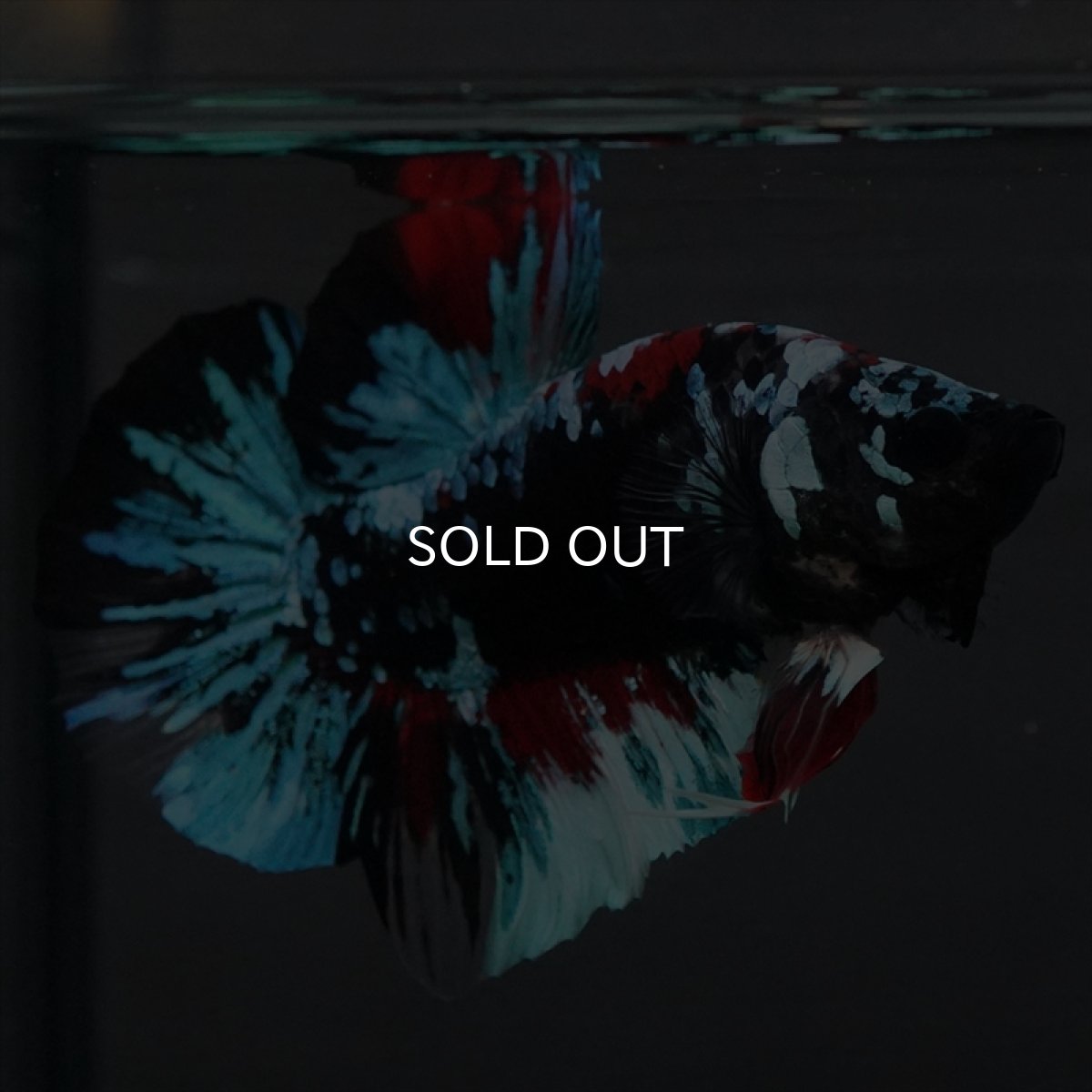 画像13: GHMPK　ブラックスター変わり柄 (13)