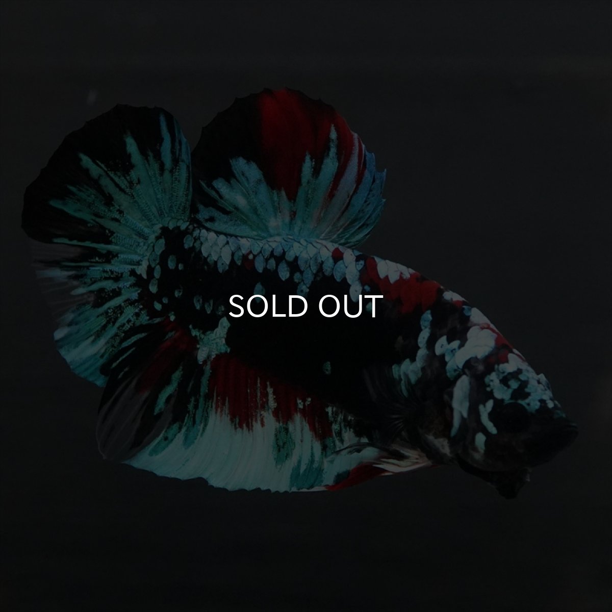 画像2: GHMPK　ブラックスター変わり柄 (2)