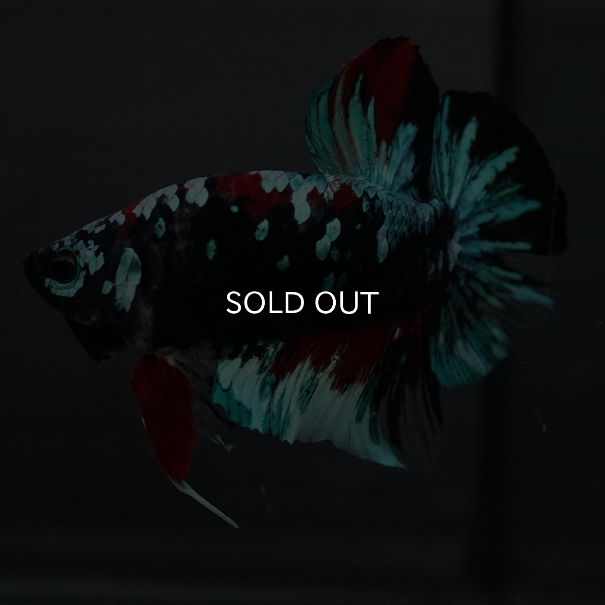 画像11: GHMPK　ブラックスター変わり柄 (11)