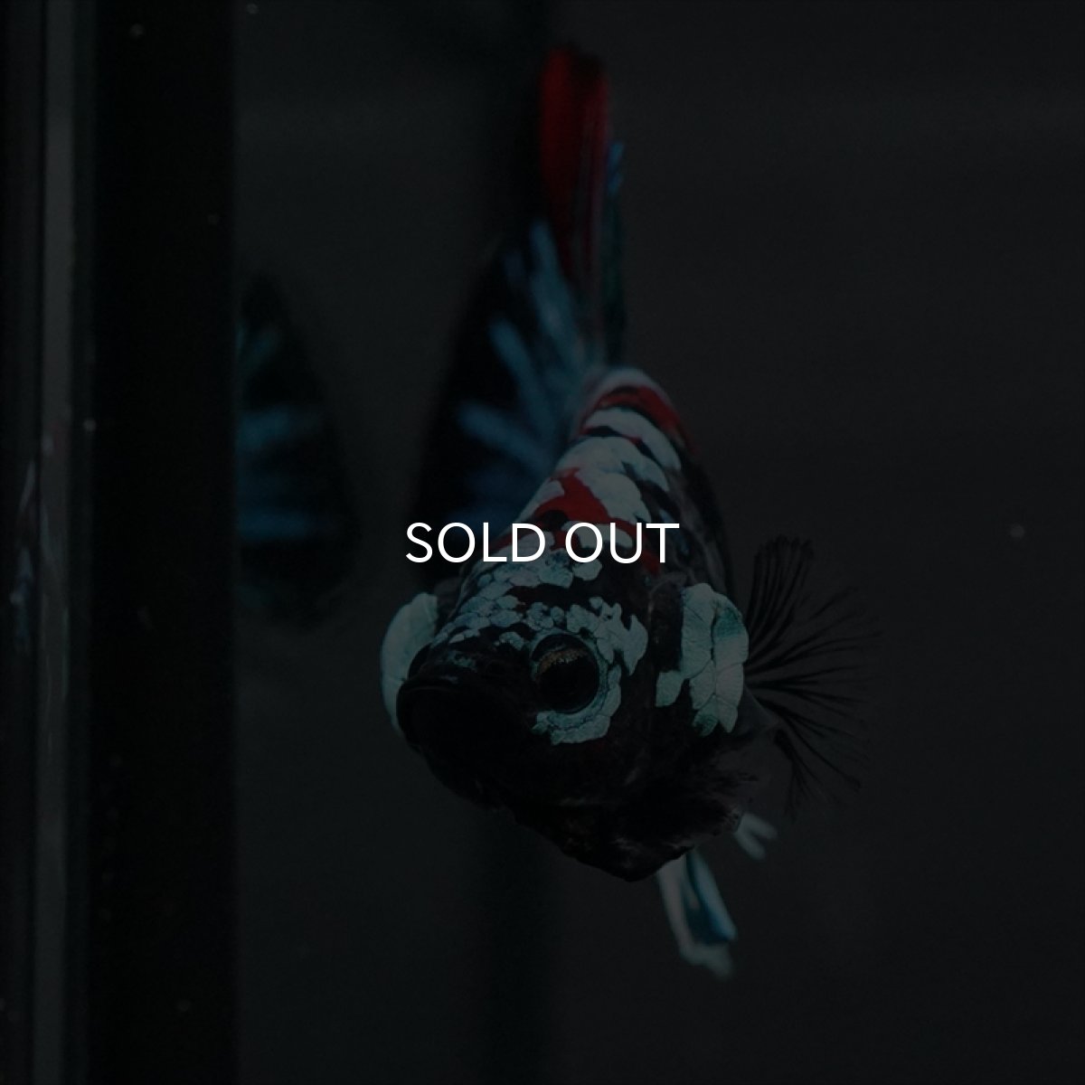 画像10: GHMPK　ブラックスター変わり柄 (10)