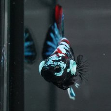 画像10: GHMPK　ブラックスター変わり柄 (10)