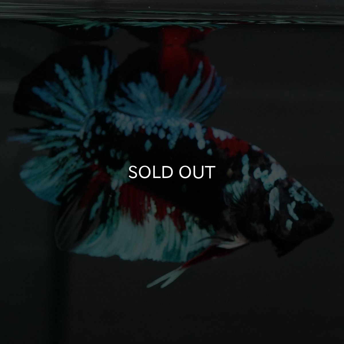 画像9: GHMPK　ブラックスター変わり柄 (9)