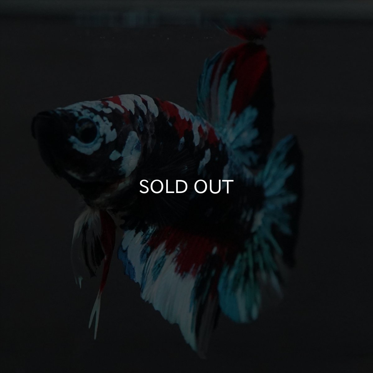 画像8: GHMPK　ブラックスター変わり柄 (8)