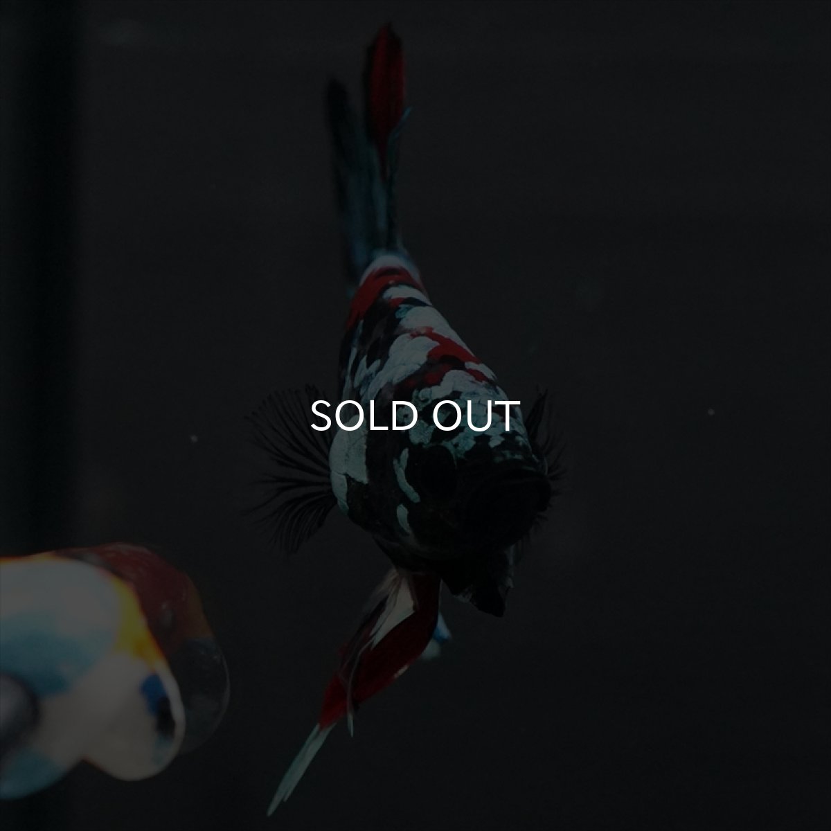 画像7: GHMPK　ブラックスター変わり柄 (7)